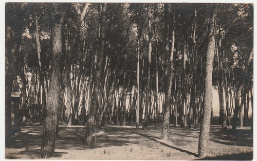 Forte dei marmi lucca - dei,